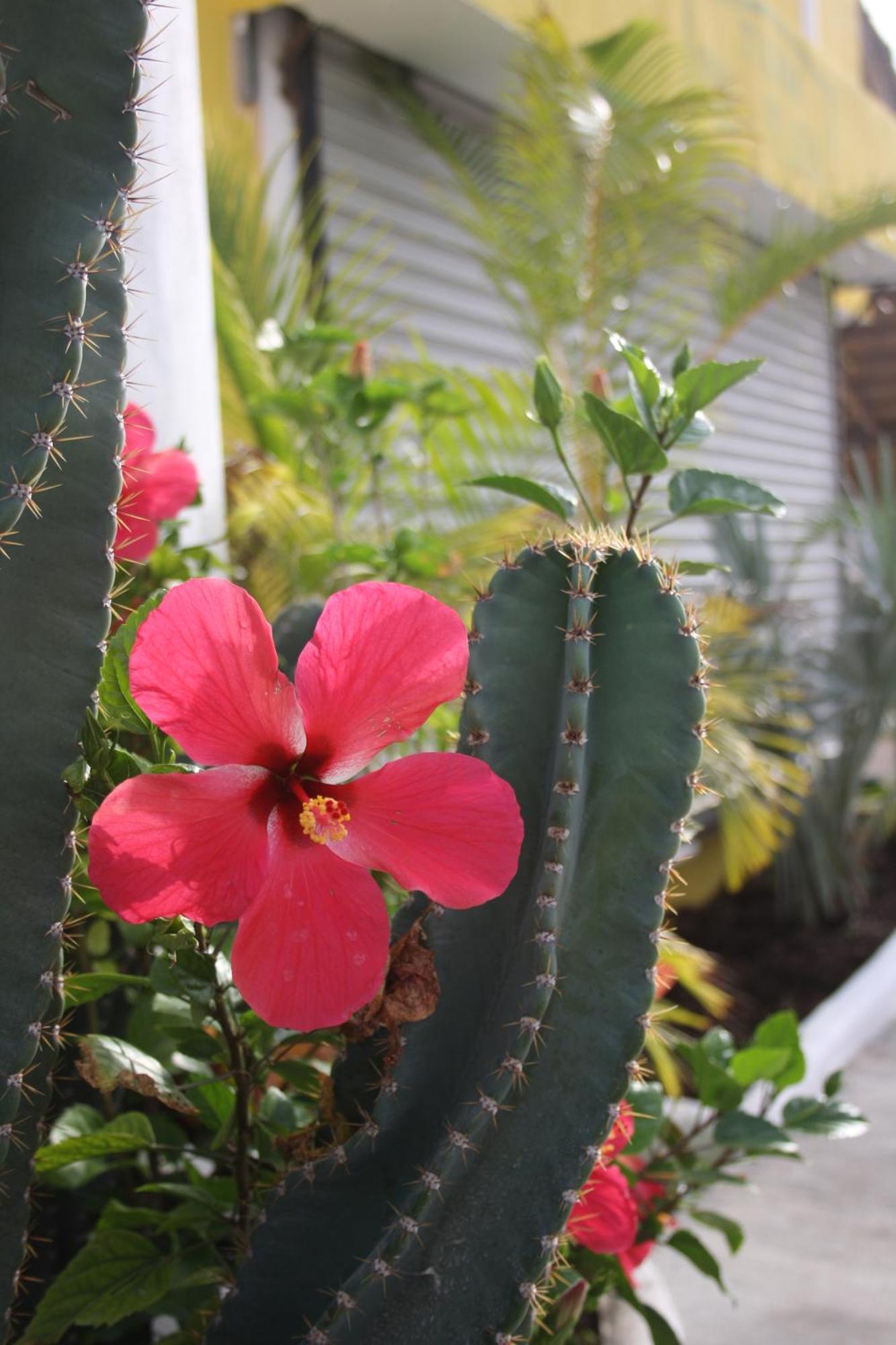 Hotel Sol Playa Playa del Carmen Dış mekan fotoğraf